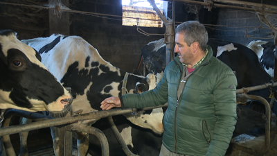 Xosé Carral non se explica como puideron ceibarse as vacas amarradas