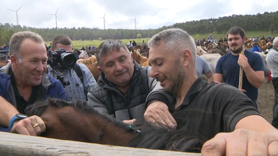 Instante da rapadura dun dos cabalos no curro da serra da Capelada