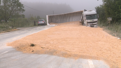 O cereal quedou esparexido pola calzada e o remolque atravesado a mañá deste martes no km 25 da AC-840