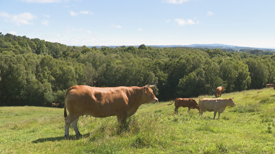 Navarra é unha rubia galega de 900 quilos