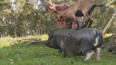 Imaxe deste xoves no refuxio de animais da Laracha