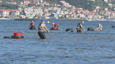 Mariscadoras en Lourizán, na ría de Pontevedra