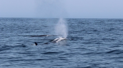 Baleas avistadas preto das illas Sisargas, en Malpica de Bergantiños / CEMMA