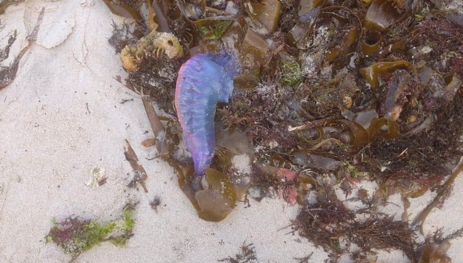 Carabela portuguesa nunha praia de Oleiros