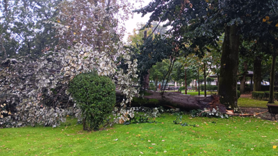 Árbore caída a causa do vento no parque Rosalía de Castro, en Lugo e imaxes en directo de Sanxenxo