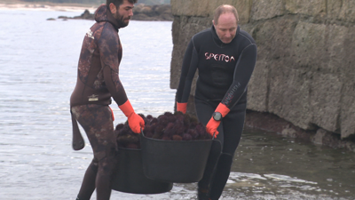 Serxio e Ramón chegan coas súas capturas de ourizo este martes ao porto de Pedras Negras, no Grove