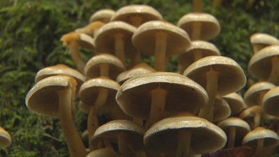 Exemplar de Hypholoma, cogomelo tóxico que medra nos tocos das árbores