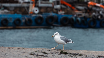 Imaxe de arquivo dunha gaivota no porto de Cangas (Agostime / Europa Press)