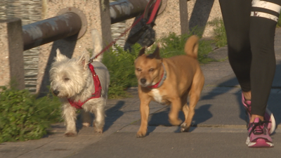 Imaxe de dúas mascotas paseando este mércores á mañá en Pontevedra