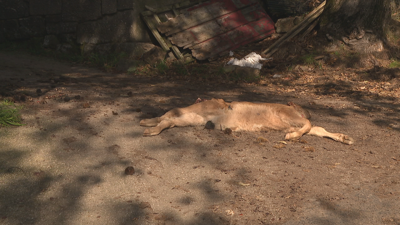 O lobo matou unha becerra que aínda non tiña dous meses de vida este luns nunha explotación extensiva de rubia galega en Rodeiro