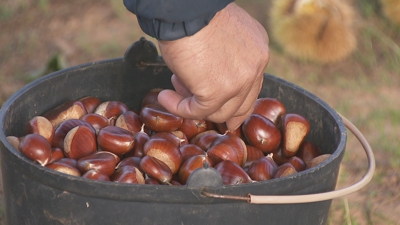 Caldeiro con castañas