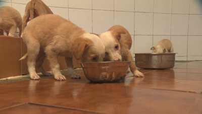 Seis dos cans rescatados aínda eran cachorros