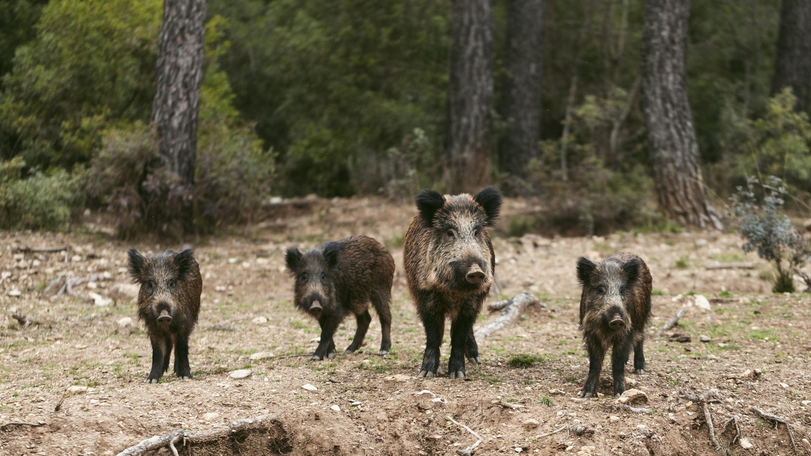 Grupo de xabarís. Xunta