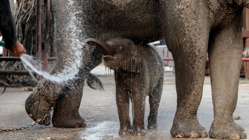 Elefantes de Tailandia (Chaiwat Subprasom/SOPA Images vi/DPA)