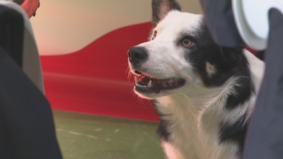 A maioría dos cans participantes nas probas de axilidade son border collies